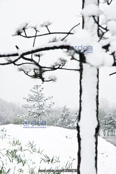 : Pine. Abies, Picea, Pine, Fir, Pinus : Pine. Abies, Picea, Pine, Fir, Pinus