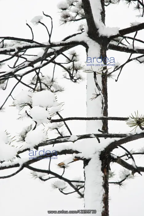 : Pine. Abies, Picea, Pine, Fir, Pinus : Pine. Abies, Picea, Pine, Fir, Pinus