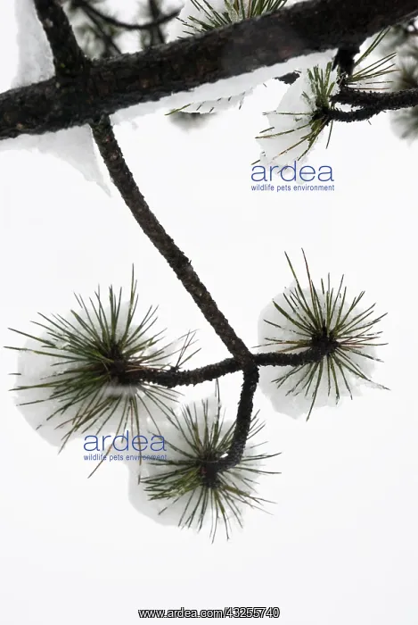  : Pine. Abies, Picea, Pine, Fir, Pinus