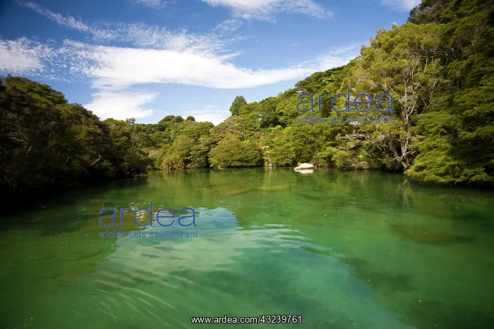: Able Tasman, New Zealand. Shag Harbor is : Able Tasman, New Zealand. Shag Harbor is