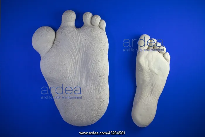 : Abominable Snowman and Human foot plaster-casts : Abominable Snowman and Human foot plaster-casts
