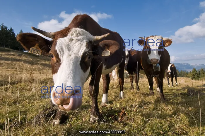: Abondan heifers in the Aravis mountain pasture France : Abondan heifers in the Aravis mountain pasture France