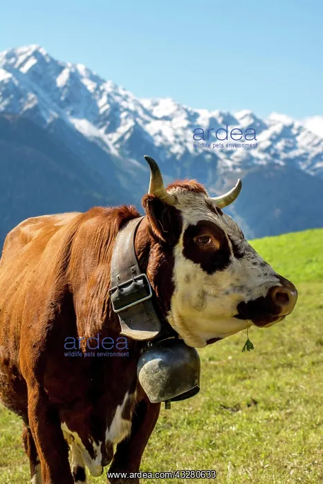 : Abondance cattle, cow, portrait, French Alps, Department : Abondance cattle, cow, portrait, French Alps, Department