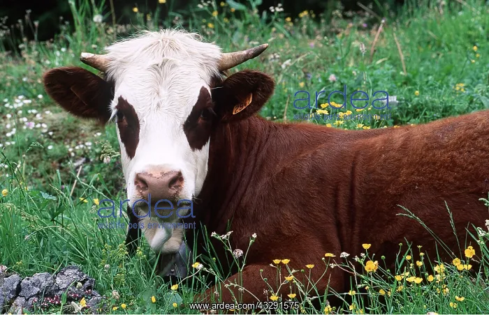 : Abondance COW - Alpine Cow resting in grass : Abondance COW - Alpine Cow resting in grass