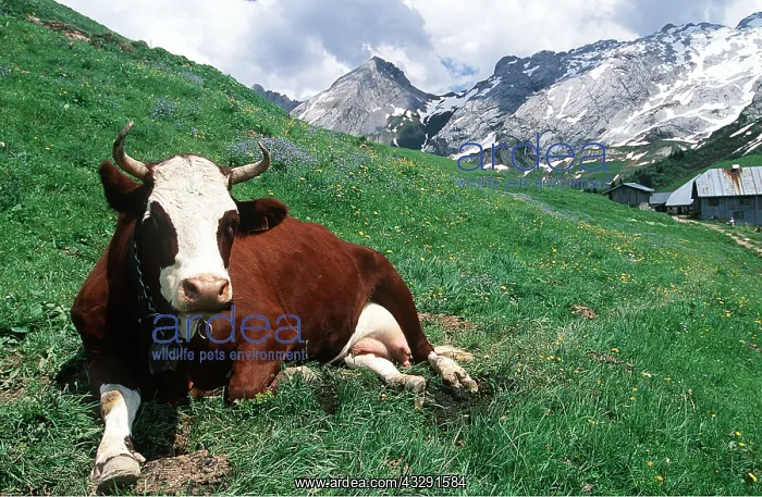 : Abondance Cow - Alpine cow resting on hillside : Abondance Cow - Alpine cow resting on hillside