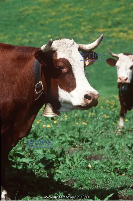 : Abondance COW - close up of head and bell of Alpine Cow : Abondance COW - close up of head and bell of Alpine Cow