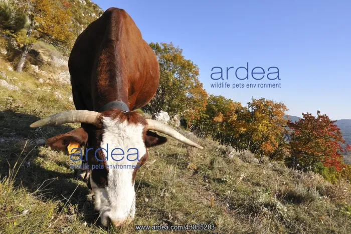: Abondance cow grazing in a meadow in autumn France : Abondance cow grazing in a meadow in autumn France