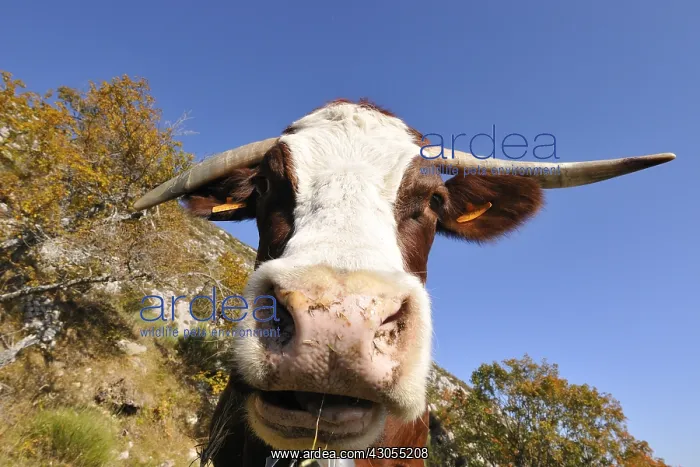 : Abondance cow grazing in a meadow in autumn France : Abondance cow grazing in a meadow in autumn France