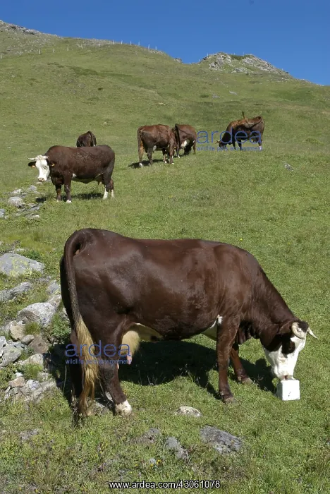 : Abondance cow in a mountain pasture Vanoise France : Abondance cow in a mountain pasture Vanoise France