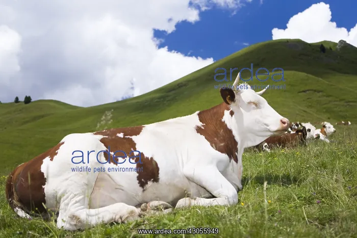 : Abondance cows at rest in a pasture Alpes France : Abondance cows at rest in a pasture Alpes France