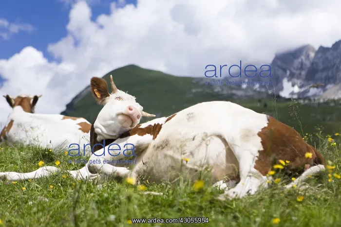 : Abondance cows at rest in a pasture Alpes France : Abondance cows at rest in a pasture Alpes France