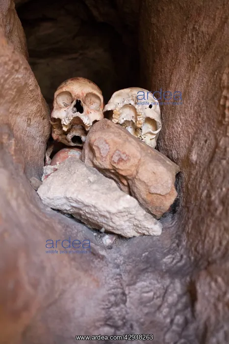 : Aboriginal skulls in burial crevice Bigge Island : Aboriginal skulls in burial crevice Bigge Island