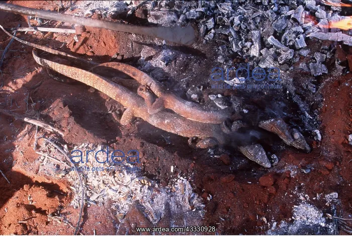: ABORIGINES - cooking Gould's Goanna / Gould's Sand : ABORIGINES - cooking Gould's Goanna / Gould's Sand