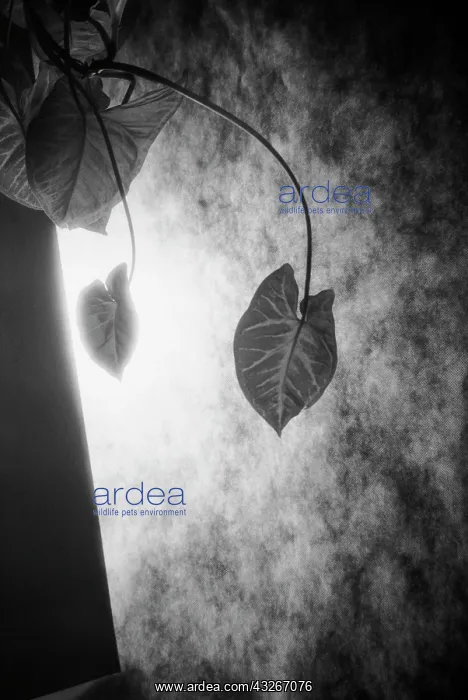 : Abstract, Black & white : Abstract, Black & white