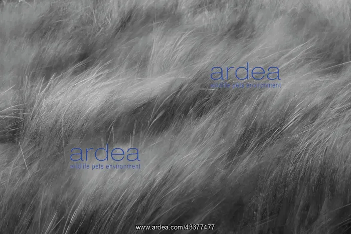 : Abstract black and white view of grasses blowing : Abstract black and white view of grasses blowing