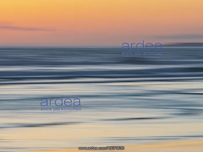 : Abstract blur of sunset sea and beach : Abstract blur of sunset sea and beach