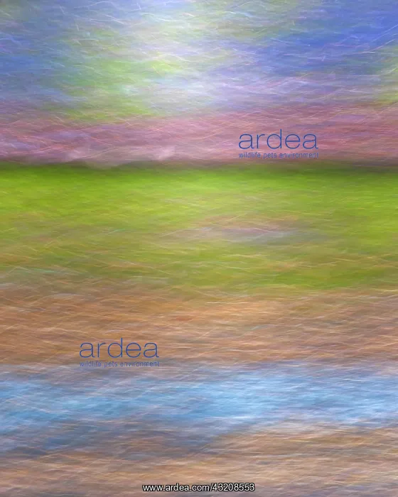 : Abstract composite collage : Abstract composite collage