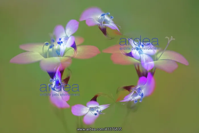 : Abstract of Davy Gilia flowers, Antelope Valley : Abstract of Davy Gilia flowers, Antelope Valley