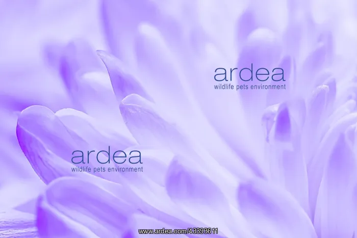 : Abstract floral background, white violet daisy f : Abstract floral background, white violet daisy f