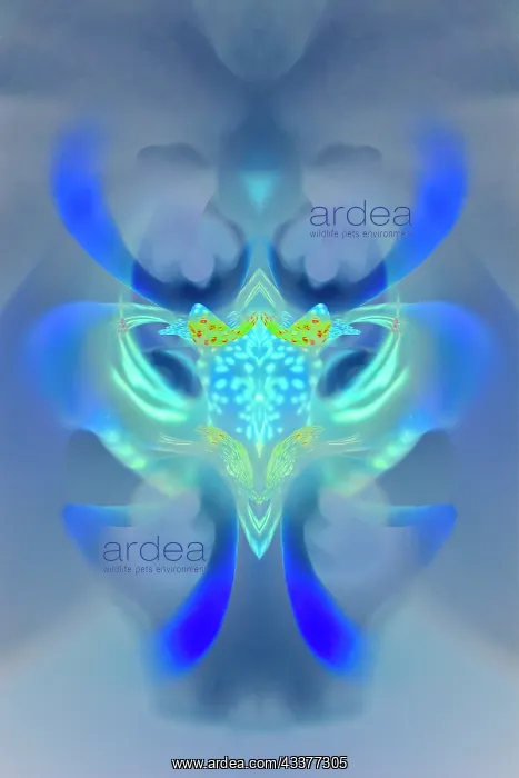 : Abstract Hybrid Orchid. Selby Gardens, Sarasota, Florida : Abstract Hybrid Orchid. Selby Gardens, Sarasota, Florida