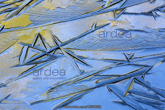 : Abstract ice patterns : Abstract ice patterns