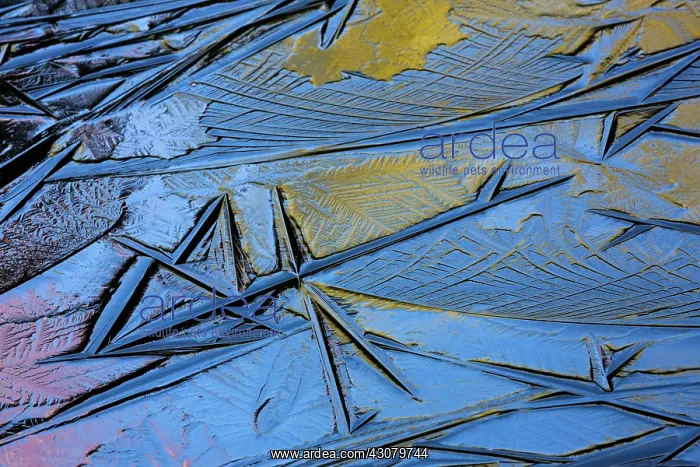 : Abstract ice patterns : Abstract ice patterns