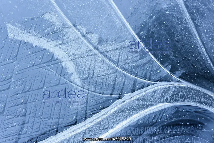 : Abstract ice patterns : Abstract ice patterns