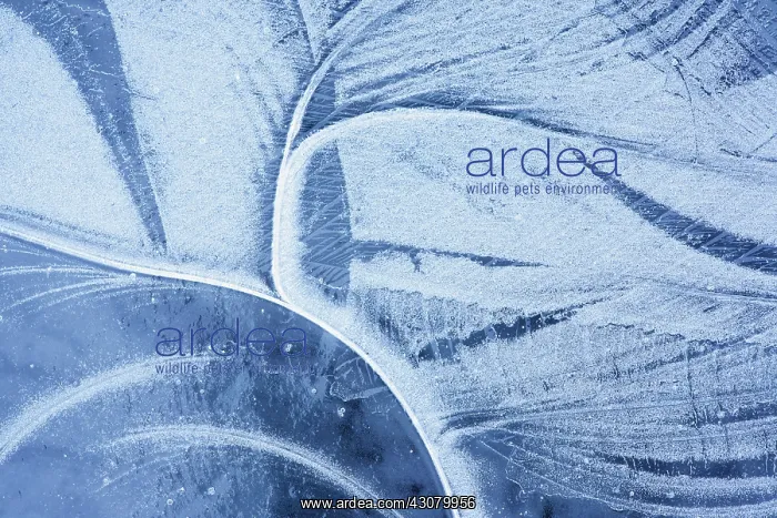 : Abstract ice patterns : Abstract ice patterns