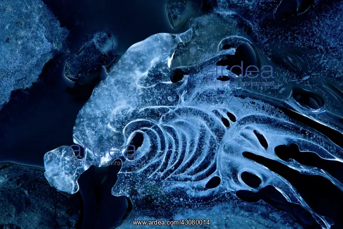 : Abstract ice patterns : Abstract ice patterns