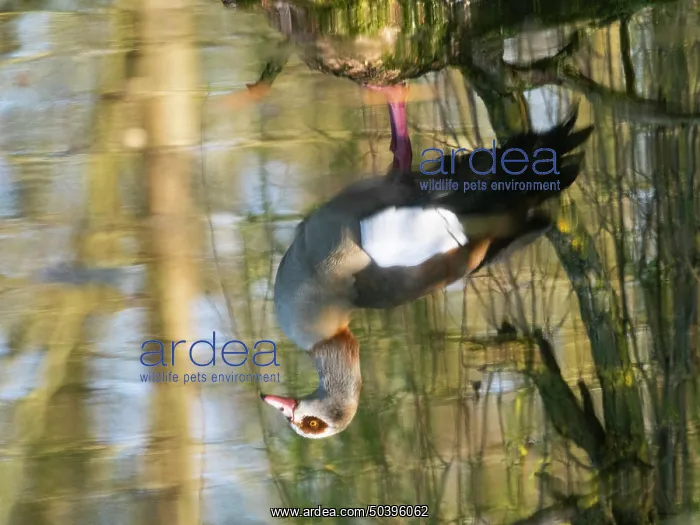: An abstract image of a Egyptian goose : An abstract image of a Egyptian goose