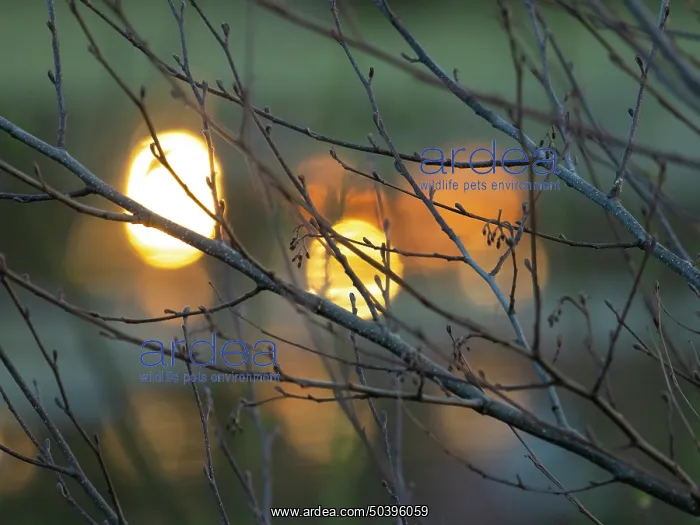: An abstract image of the evening light reflecting on the surface of a lake : An abstract image of the evening light reflecting on the surface of a lake