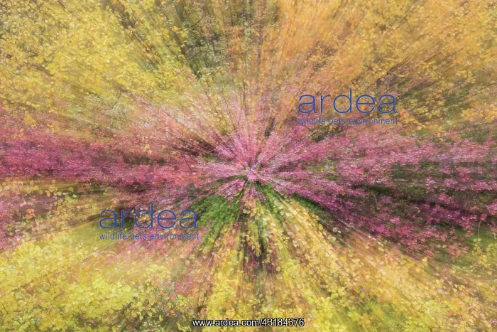 : Abstract impression of autumnal tundra woodland of primarily : Abstract impression of autumnal tundra woodland of primarily