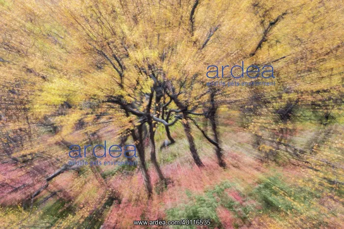  : Abstract impressions of autumnal tundra woodland of primaril