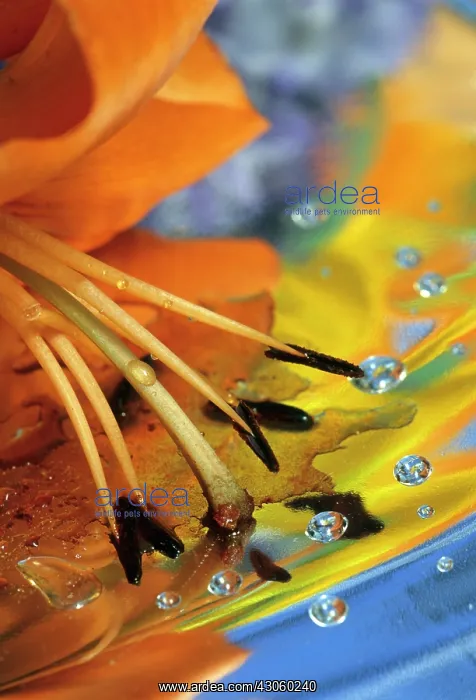 : Abstract of lily stamens in reflection : Abstract of lily stamens in reflection