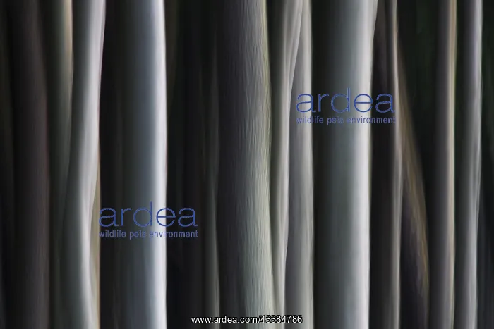 : Abstract, motion blurred beech tree trunks at Ghost W : Abstract, motion blurred beech tree trunks at Ghost W