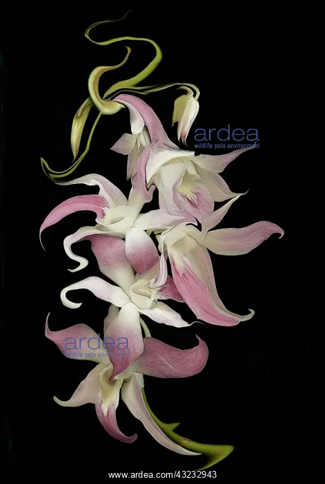: Abstract orchid artwork, digitally manipulated : Abstract orchid artwork, digitally manipulated