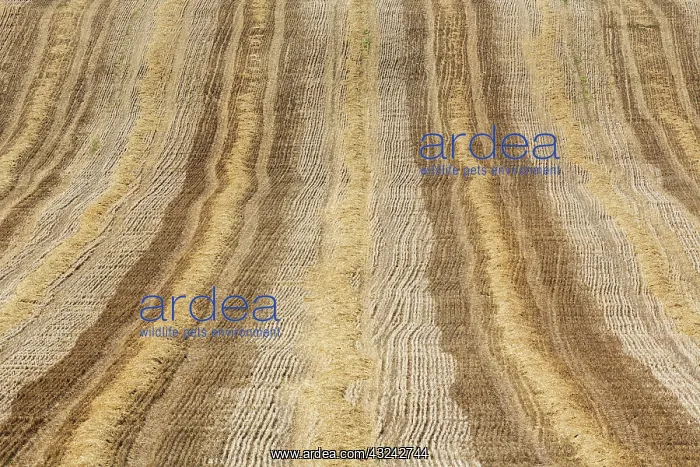 : Abstract patterns in a cornfield after the wheat harvest : Abstract patterns in a cornfield after the wheat harvest