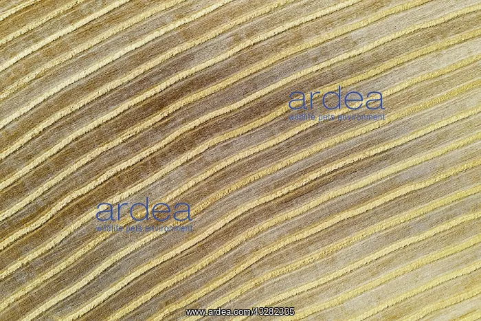 : Abstract patterns in cornfield after wheat harvest : Abstract patterns in cornfield after wheat harvest