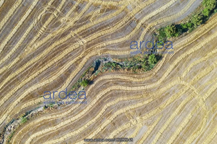 : Abstract patterns in cornfield after wheat harvest : Abstract patterns in cornfield after wheat harvest