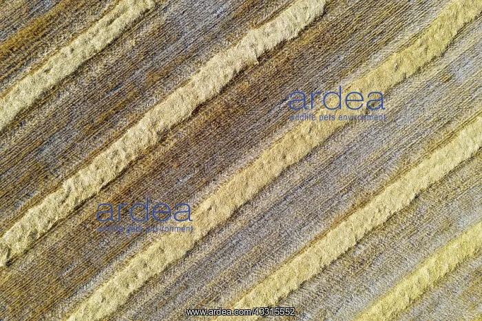 : Abstract patterns in cornfield after wheat harvest : Abstract patterns in cornfield after wheat harvest