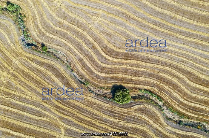 : Abstract patterns in cornfield after wheat harvest : Abstract patterns in cornfield after wheat harvest