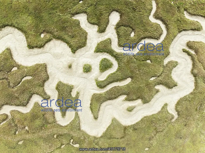 : Abstract patterns of dry streams at low tide : Abstract patterns of dry streams at low tide