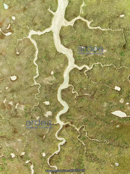 : Abstract patterns of dry streams at low tide : Abstract patterns of dry streams at low tide