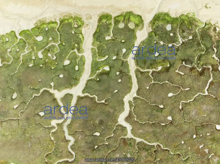 : Abstract patterns of dry streams at low tide : Abstract patterns of dry streams at low tide