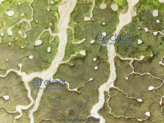 : Abstract patterns of dry streams at low tide : Abstract patterns of dry streams at low tide