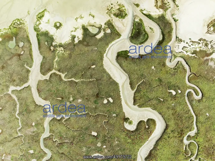 : Abstract patterns of dry streams at low tide : Abstract patterns of dry streams at low tide
