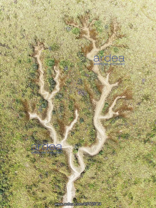 : Abstract patterns of dry streams at low tide : Abstract patterns of dry streams at low tide