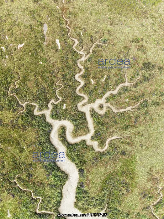 : Abstract patterns of dry streams at low tide : Abstract patterns of dry streams at low tide