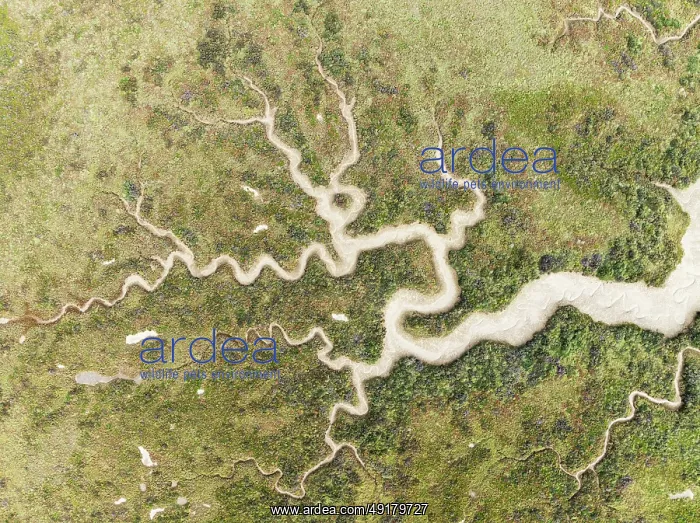 : Abstract patterns of dry streams at low tide : Abstract patterns of dry streams at low tide