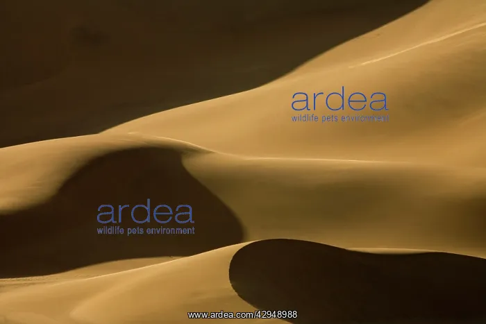 : Abstract patterns of dunes in contrasty late afternoon : Abstract patterns of dunes in contrasty late afternoon